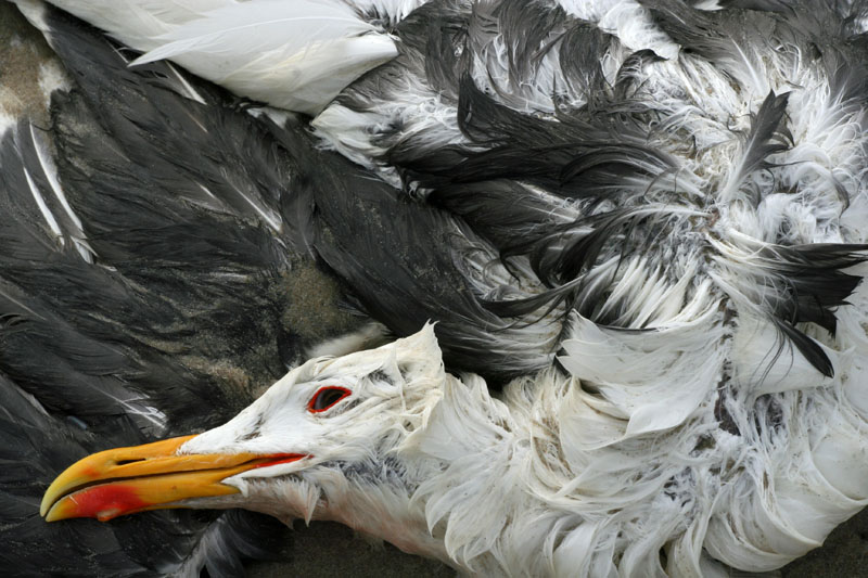 Dode zilvermeeuw op het strand van Texel